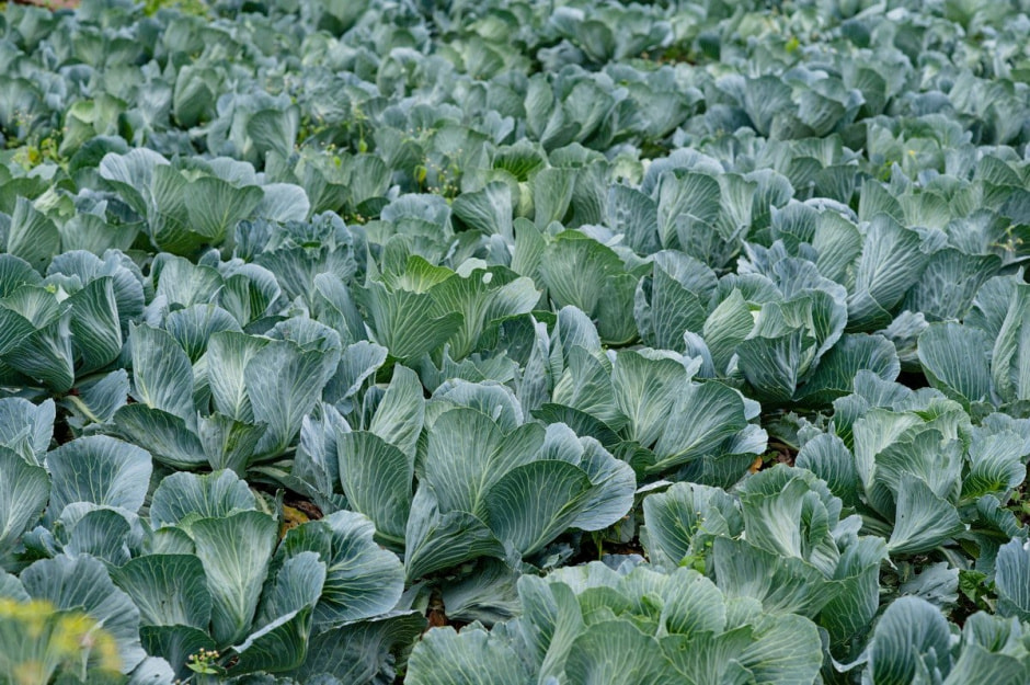 Усадьба в Радзивилках 24.jpg