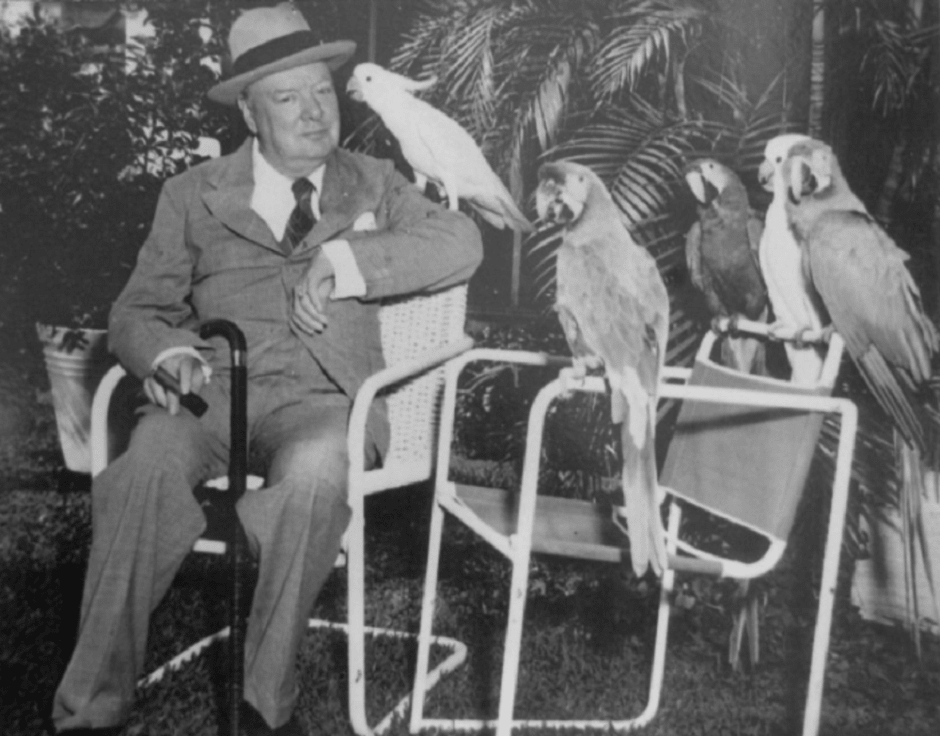 попугаи Черчилля