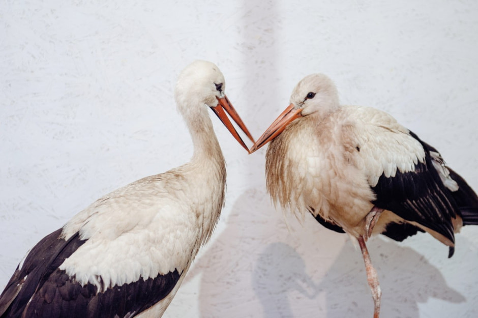 Мужчина спасает аистов 2.jpg Мужчина спасает аистов 2.jpg