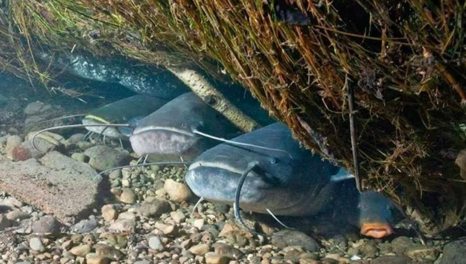 Сом в Беларуси 11.jpg