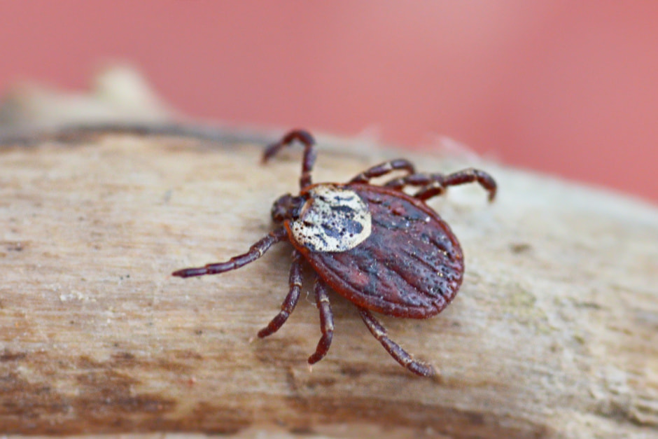 Клещи 11-inaturalist.jpg