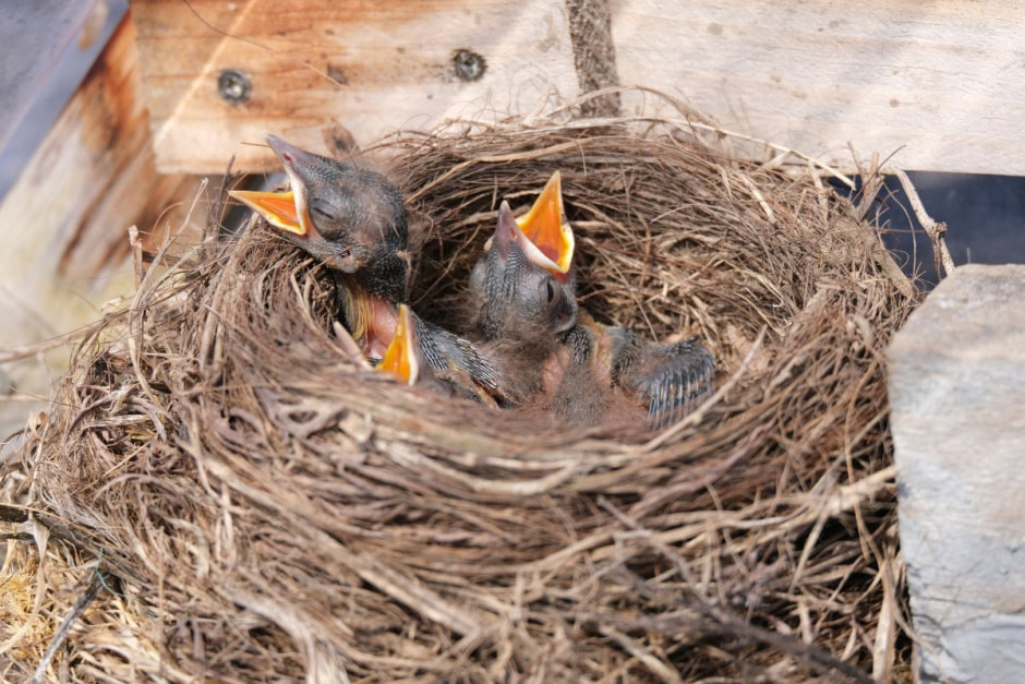 птенцы.jpg птенцы.jpg