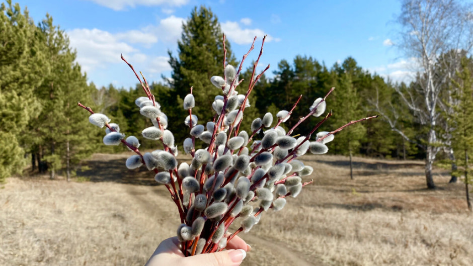 Верба и ива.jpg