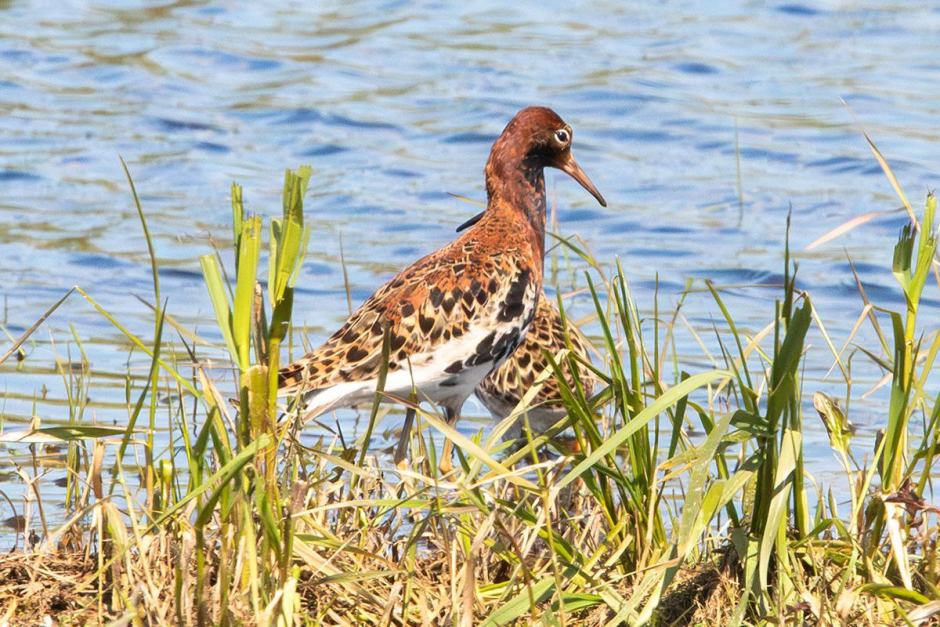 Турухтаны 2.png