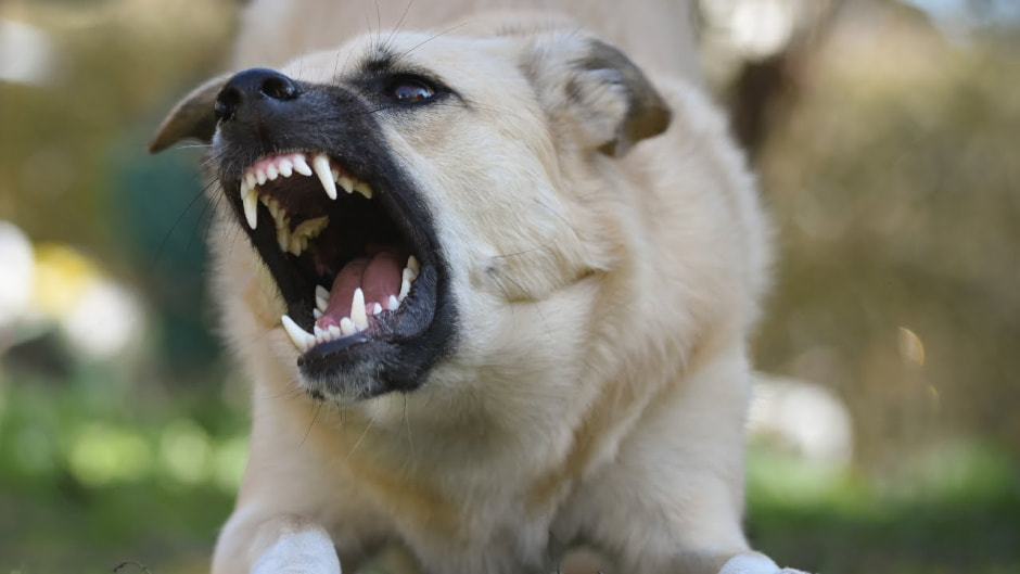 бешеная собака