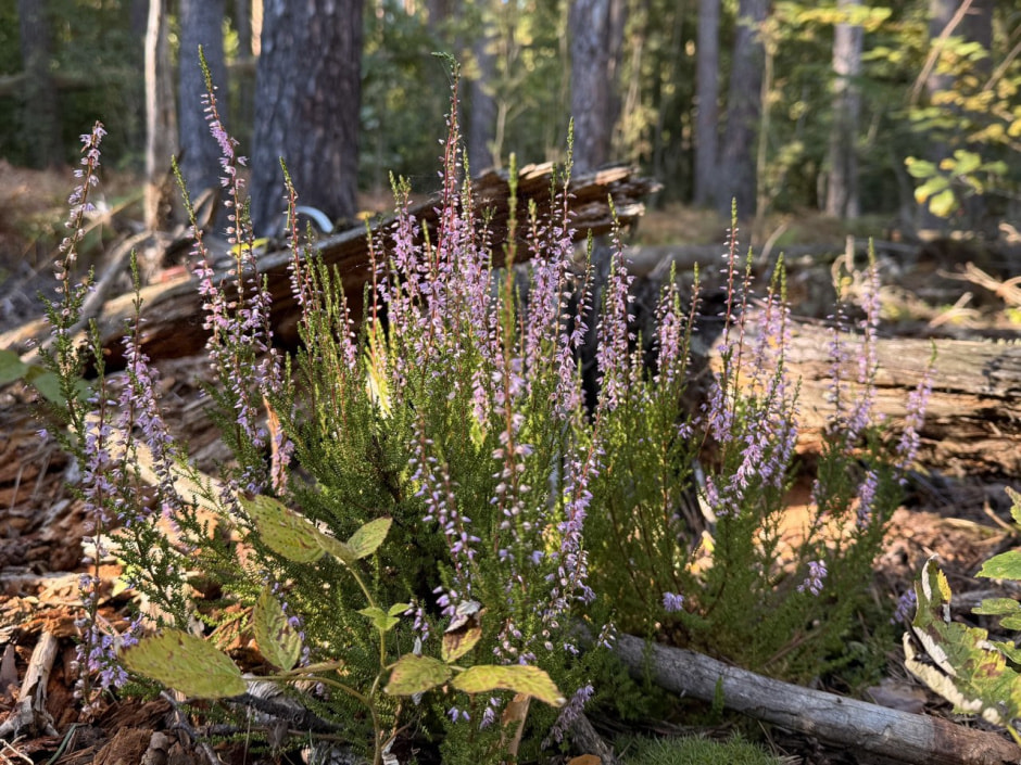 Вереск Шугалевская.jpg