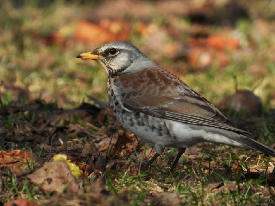 дрозд рябинник.jpg