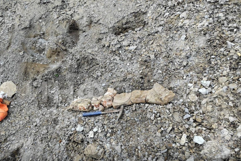 останки ядревнего ящера.jpg