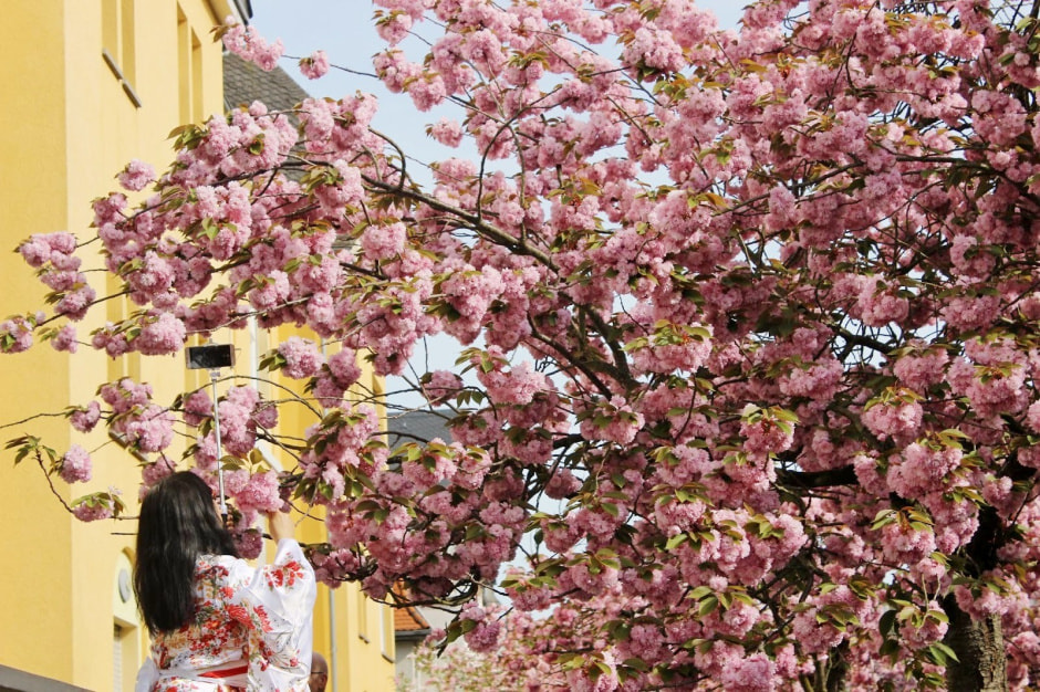 Ханами Марбург 2.jpg