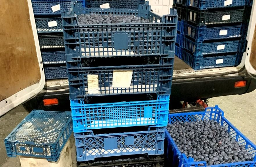 Голубика под запретом