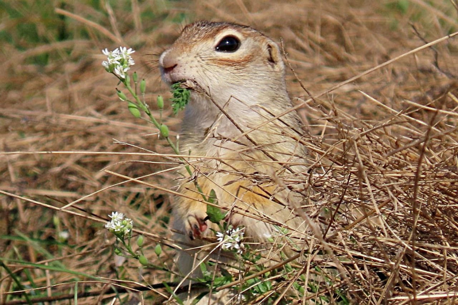Крапчатый суслик 1.jpg