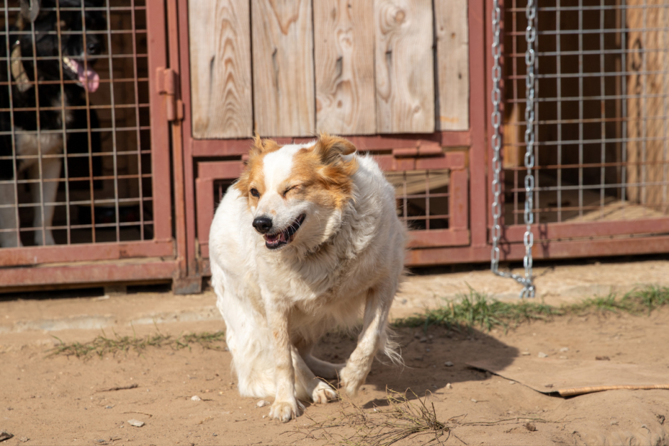 Закон о животных 6.png