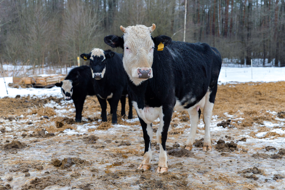 Фермер хутор Ёдишки 19.png