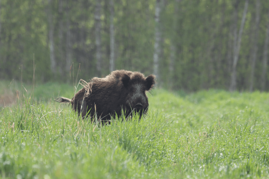 Дикая природа кабан 6.png