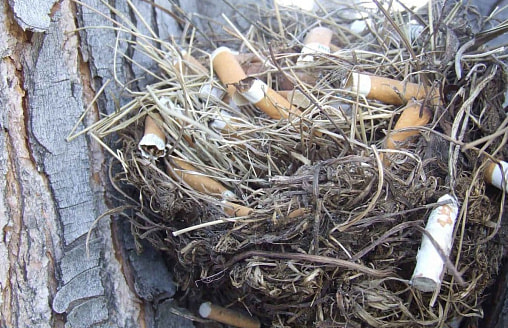 Зачем птицы тащат в гнезда окурки? Орнитологи выяснили