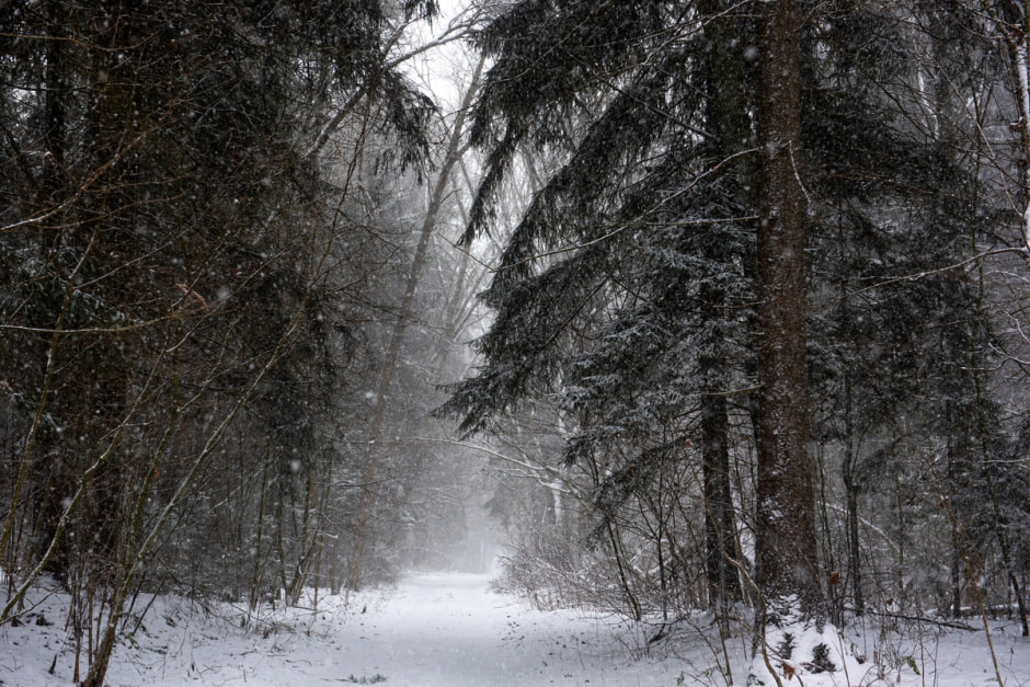 Зима лес снег