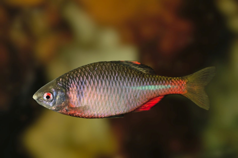 15-Самец горчака в брачный период.jpg