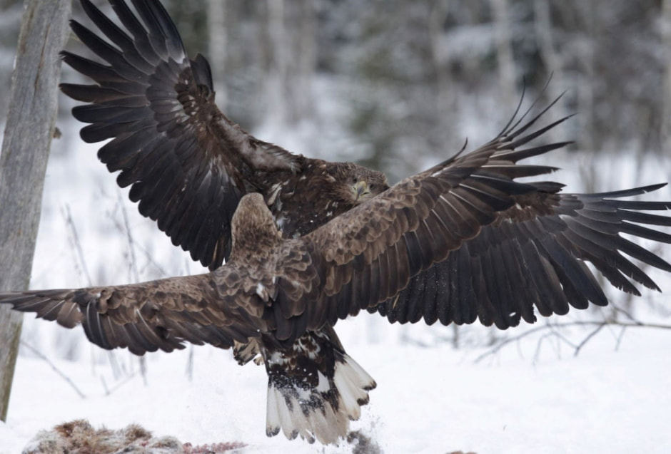 Тонкости фотоохоты от Сергея Плыткевича 7.jpg