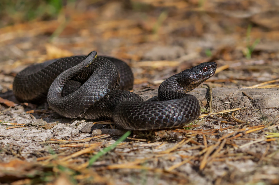Гадюка Беларусь.jpg