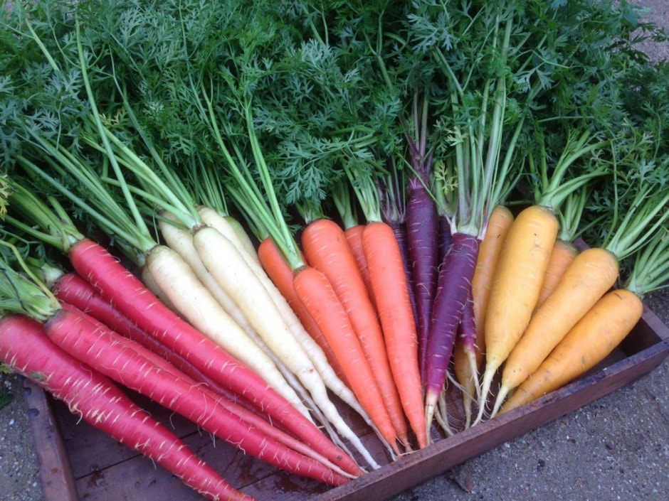 морковь морковь2.jpg