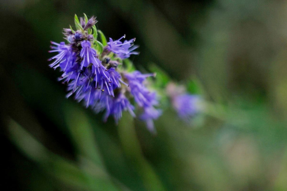 Травяные сборы в Беларуси 7.jpg