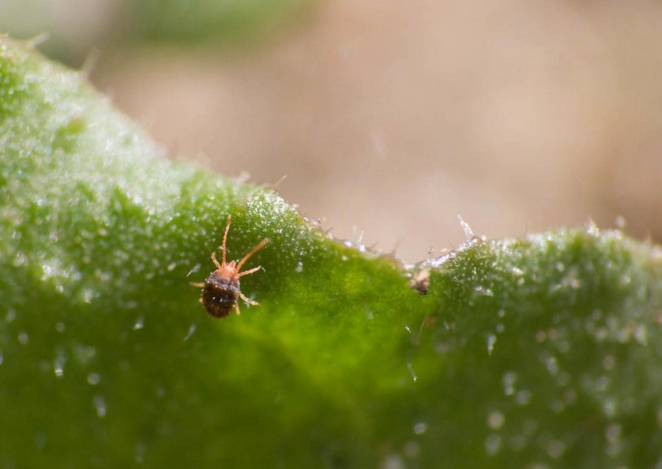 Как бороться с паутинным клещом 2.jpg