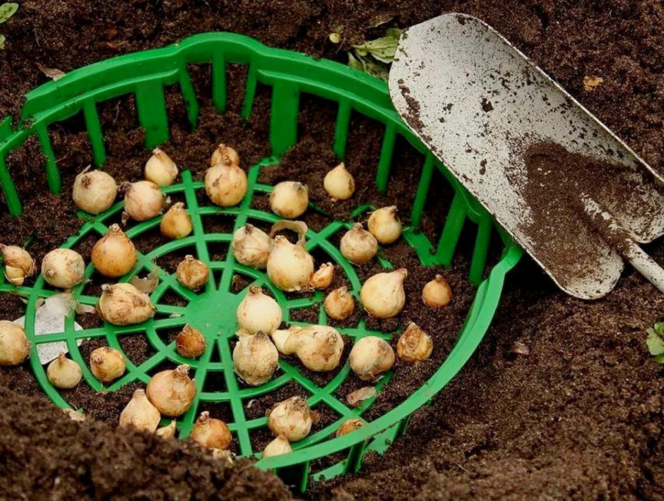 Садим цветы поздней осенью 7.jpg