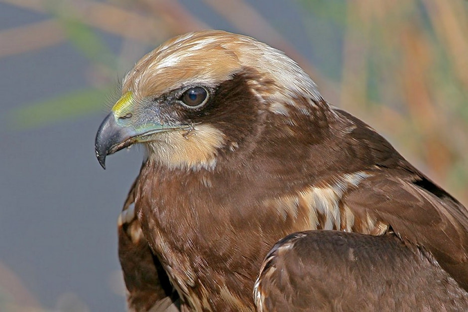 Болотный лунь 6.jpg