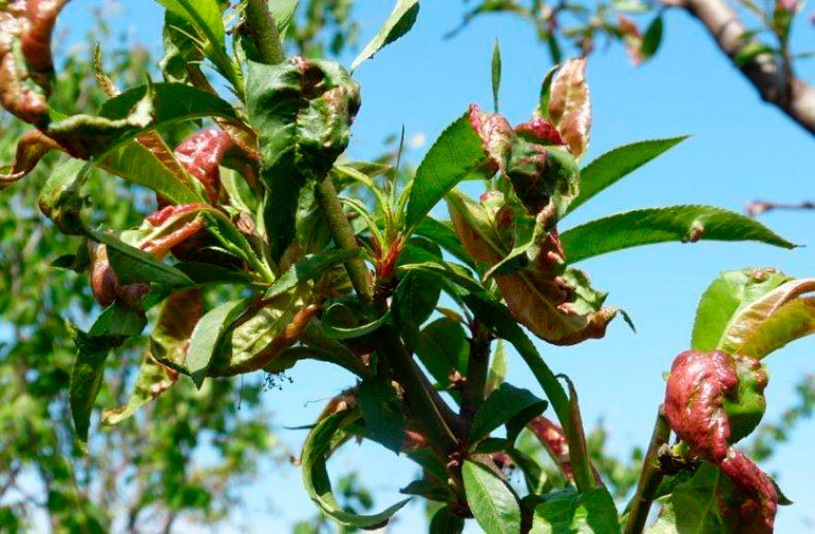 курчавость_персика2.jpg курчавость_персика2.jpg