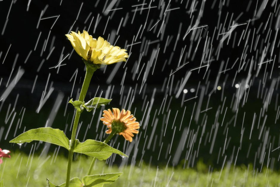 Цветы под дождем.png