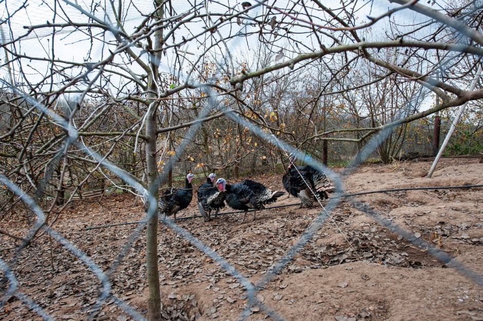 Фольварк в Лужках 20.jpg