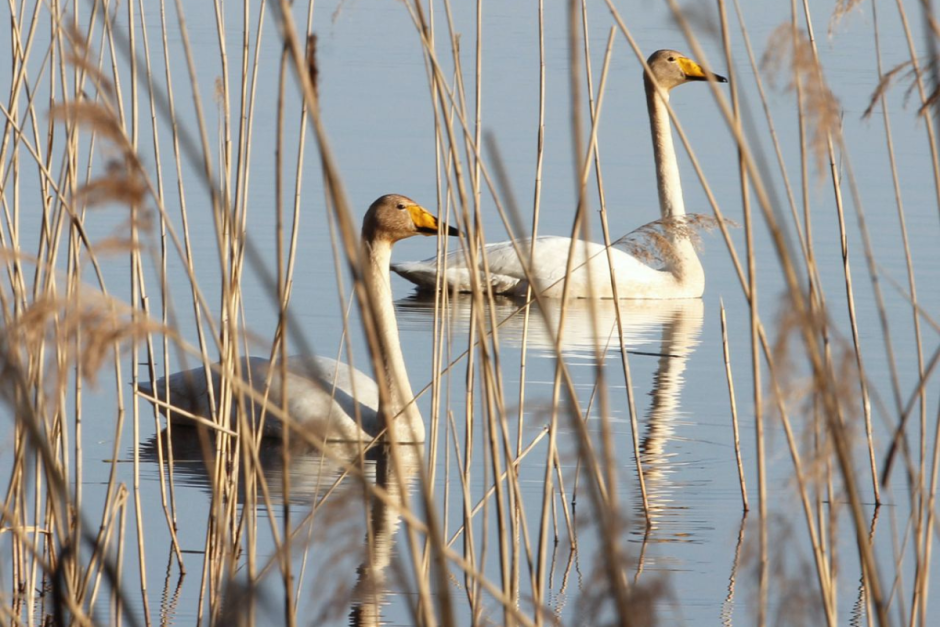 Лебедь-кликун 2.png
