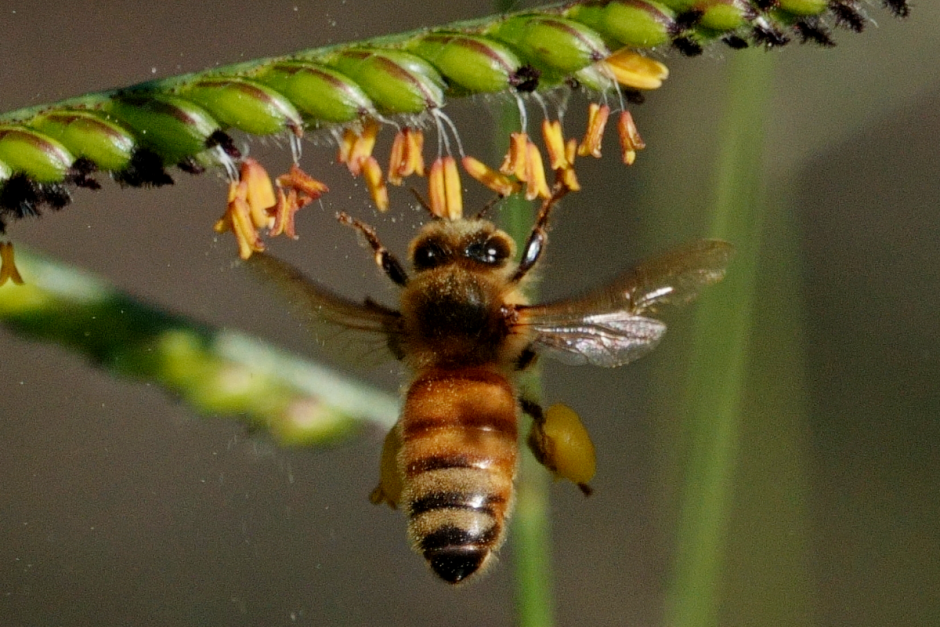 Где зимуют насекомые 10.png