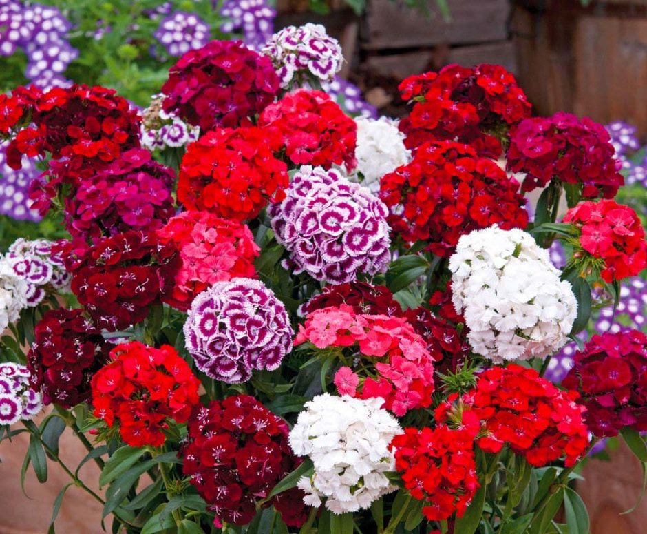 Оформляем цветник на даче (3).jpg Оформляем цветник на даче (3).jpg