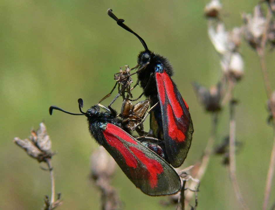 Белорусские бабочки 9.jpg