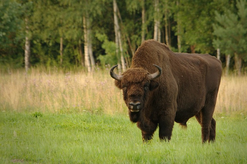 Белорусский зубр.jpg