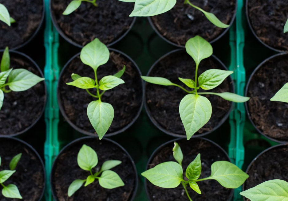 горшки с посадками