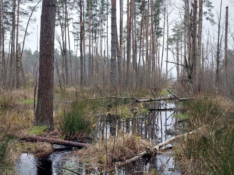 Мать барсуков 3.jpg