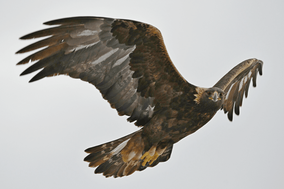 Хищные птицы Беларуси 8.png