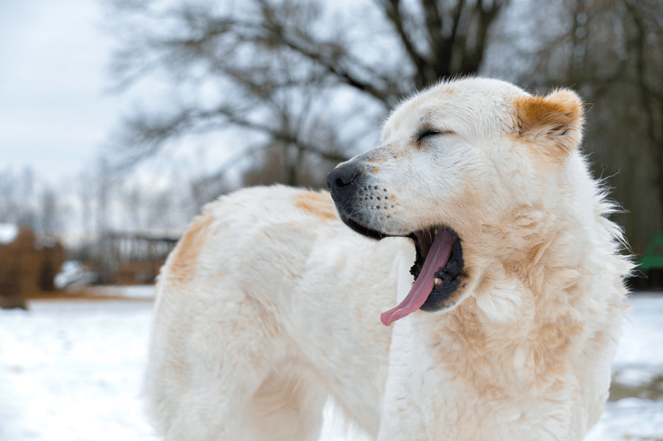 Фермер хутор Ёдишки 18.png