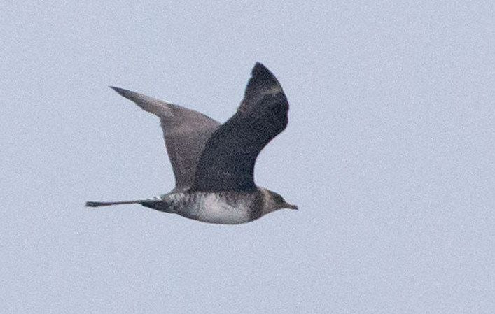 средний поморник.jpg