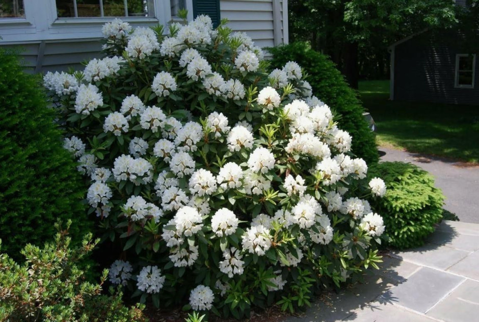 Какие растения не надо обрезать весной 6.jpg