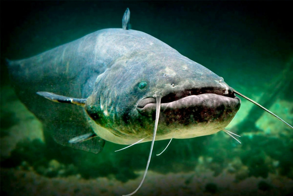 Сом в Беларуси 2.jpg