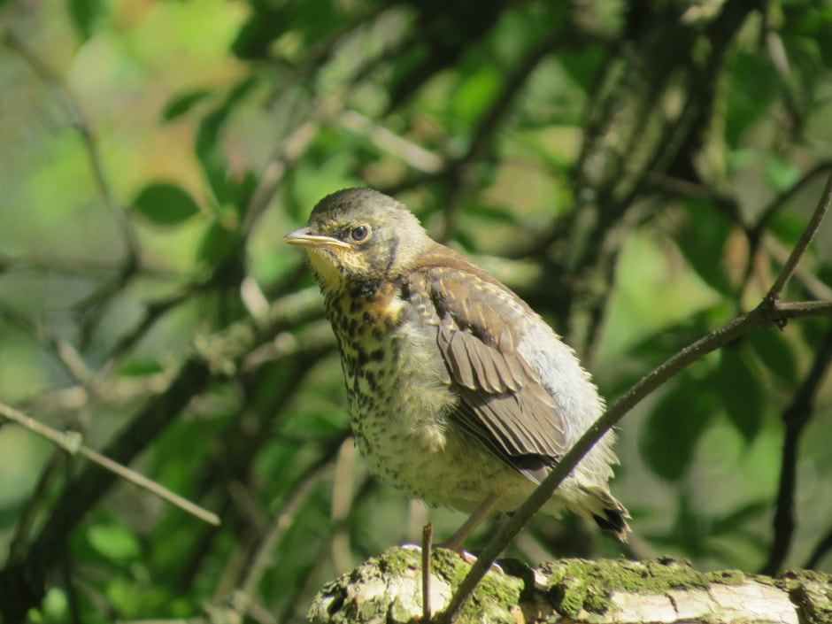 дрозд рябинник подросший птенец.JPG