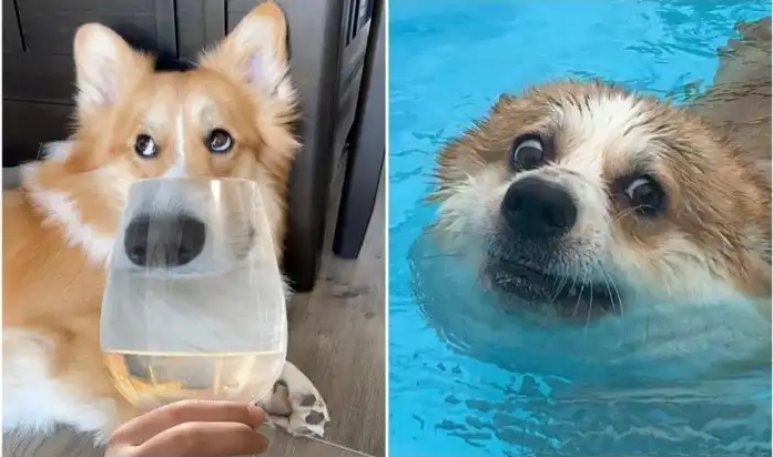 корги памагити