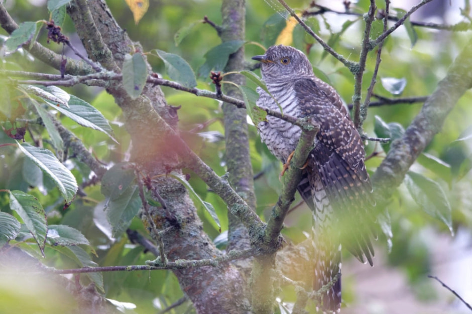 Зачем кукушка подрасывает яйца 4.jpg