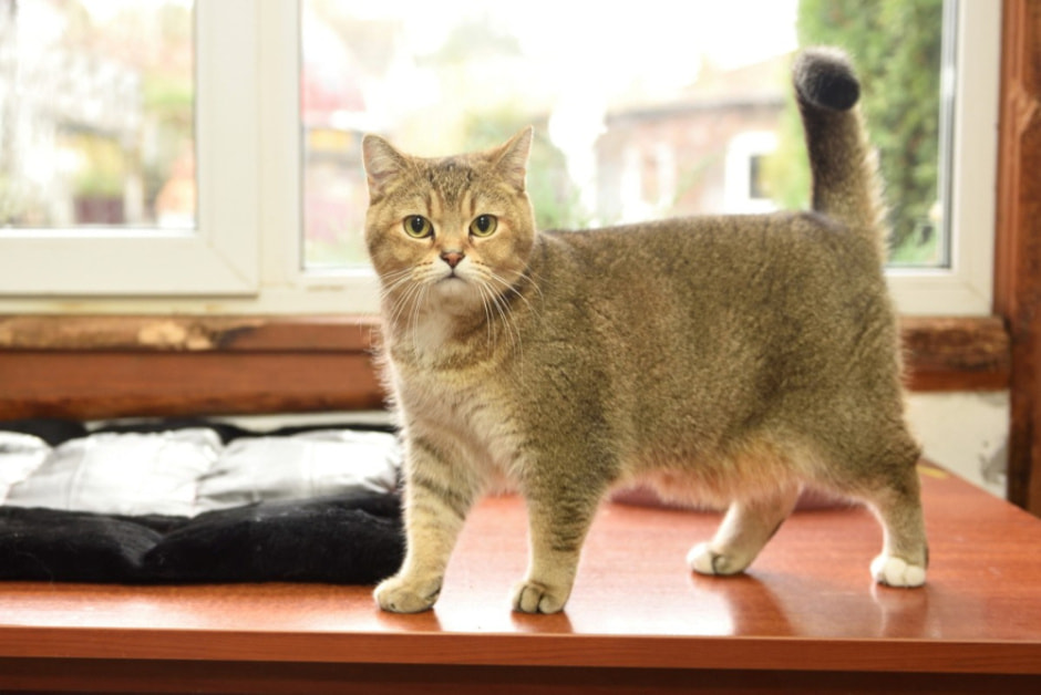 Зоогостиница 4 лапы 13.jpg