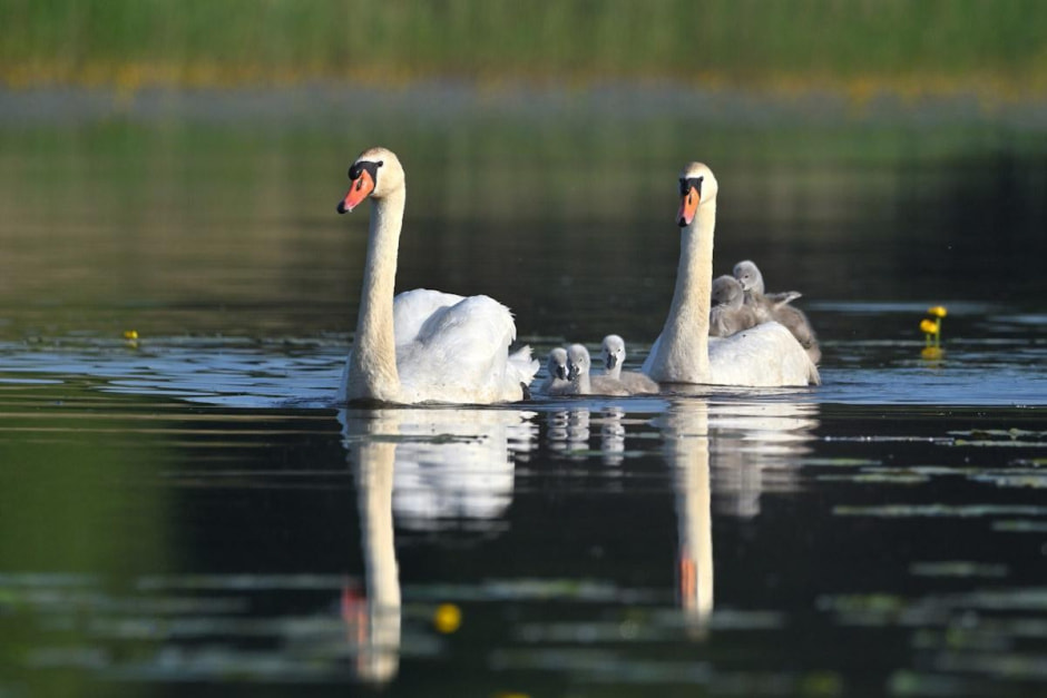 17-Птенцы лебедей катаются на маме.jpg