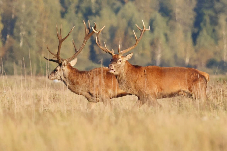 Благородный олень 6.jpg
