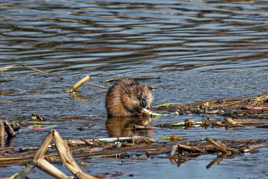 Ондатры 5.jpg